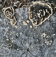 a tree stump with mushrooms growing on it