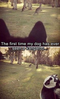 the first time my dog has ever seen a kangaroo