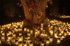 many lit candles are placed in front of a tree and surrounded by other lighted candles