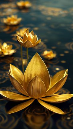 two golden flowers floating on top of water