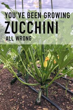 a garden with green plants growing in it and the words you've been growing zucchini all wrong