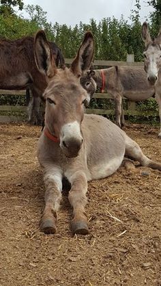 three donkeys are standing and sitting in the dirt near a fence with trees behind them