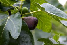 the figs are growing on the tree outside