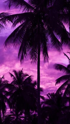 palm trees are silhouetted against a pink and purple sky