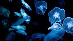 many jellyfish are swimming in the water