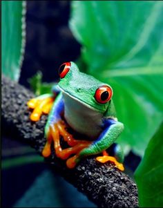 a red eyed tree frog sitting on a branch