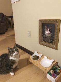 a cat sitting on the floor in front of a table with food and water bowls