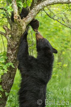 a black bear reaching up to a tree with its paw in the air and it's mouth