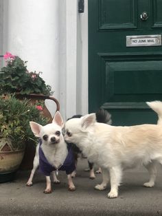 two small white dogs standing next to each other in front of a green door and potted plant