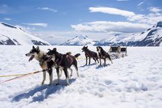 three dogs tied to sleds in the snow with mountains in the background that says, go on a husky sledge