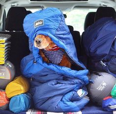 a dog sitting in the back seat of a car covered with blankets and sleeping bags