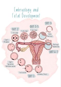 an illustration of the female's utensils and their functions