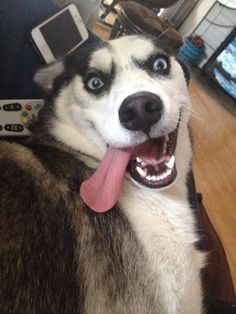 a black and white dog with its tongue hanging out is looking up at the camera