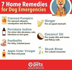 The more ya know! Dog Upset Stomach Remedies, Dog Upset Stomach, Dog Training At Home, Upset Tummy, Training At Home