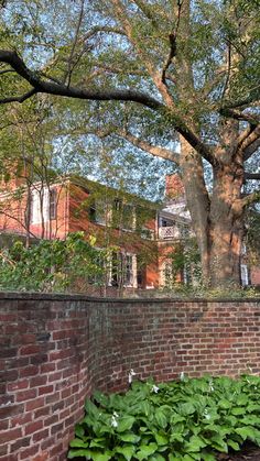 a brick wall with flowers growing in the foreground and a large tree behind it