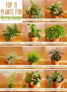 the top 11 plants for terrariums are in pots and on the table,