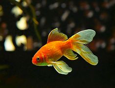 a goldfish swimming in an aquarium tank