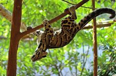 a leopard is climbing up a tree branch with its tail hanging over it's head