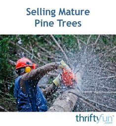 If you have large pines trees that need to be removed, it may be possible to sell the timber if you have enough of them or a desirable variety of tree. Selling mature pine trees from your property can help clear some land and make some money. Small Trees For Garden, Plant Structure, Community Services, Street Trees, Smart Garden, Self Watering Planter