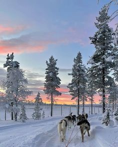 two dogs are pulling a sled through the snow in front of some pine trees