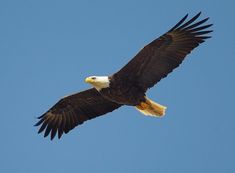 an eagle soaring through the blue sky with its wings spread