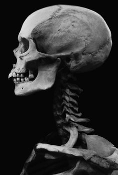 a skeleton is shown in black and white, with the lower half of it's face visible