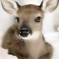 a baby deer laying on top of a white blanket