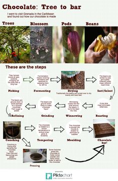 the chocolate tree to bar info sheet