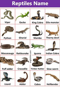 reptiles names in english and spanish with pictures on the back ground, including different types