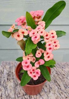 small pink flowers in a pot on a table