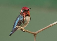 Bee Hummingbird Bred 4, Hummingbird Gifts, Bird Species, Beautiful Birds, Beautiful Images, Beautiful Photo