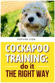 a dog with a flower crown on it's head and the words cockapo training do it the right way