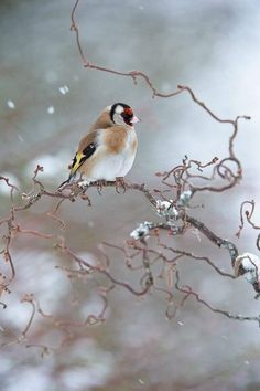 a small bird perched on top of a tree branch in the snow with it's eyes closed