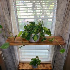 some plants are sitting on a shelf in front of a window