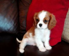 a small brown and white puppy sitting on top of a couch next to a red pillow