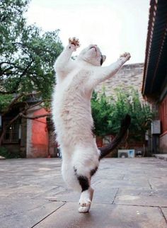 a white and black cat standing on its hind legs with it's front paws in the air