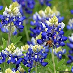 blue and white flowers with a bee in the middle