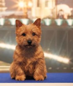 a small brown dog sitting on top of a blue table