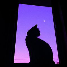 a cat sitting in front of a window with the moon behind it and purple sky