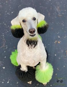 a white poodle with black and green hair sitting on top of a cement floor