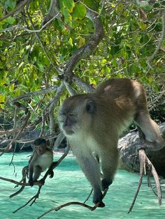 two monkeys are sitting on the branches of a tree over blue water and green leaves