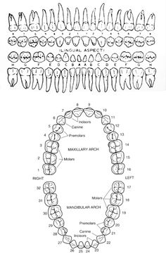 Dental Diagram, Human Teeth Diagram, Tooth Surfaces Chart, Teeth Morphology, Teeth Diagram Anatomy, Types Of Teeth Diagram, Teeth Diagram, Dental Occlusion Classification