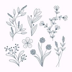 various flowers and leaves drawn in ink