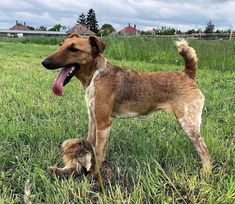 a brown dog standing on top of a lush green field