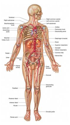 the human body with blood vessels and major organs, including the circulators