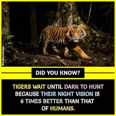 a tiger is walking through the woods in front of trees and text that reads, did you know? tigers wait until dark to hunt because their night vision is 6 times better than