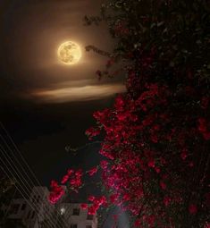 the full moon shines brightly in the night sky above some red flowers and power lines