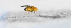 a fly sitting on top of a piece of white frost covered ground next to water