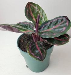 a potted plant with pink and green leaves