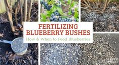 several pictures of blueberry bushes with the title fertiizing blueberries how and when to feed blueberries